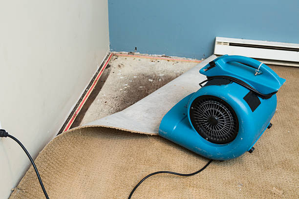 Best Water damage cleanup near me  in Awendaw, SC